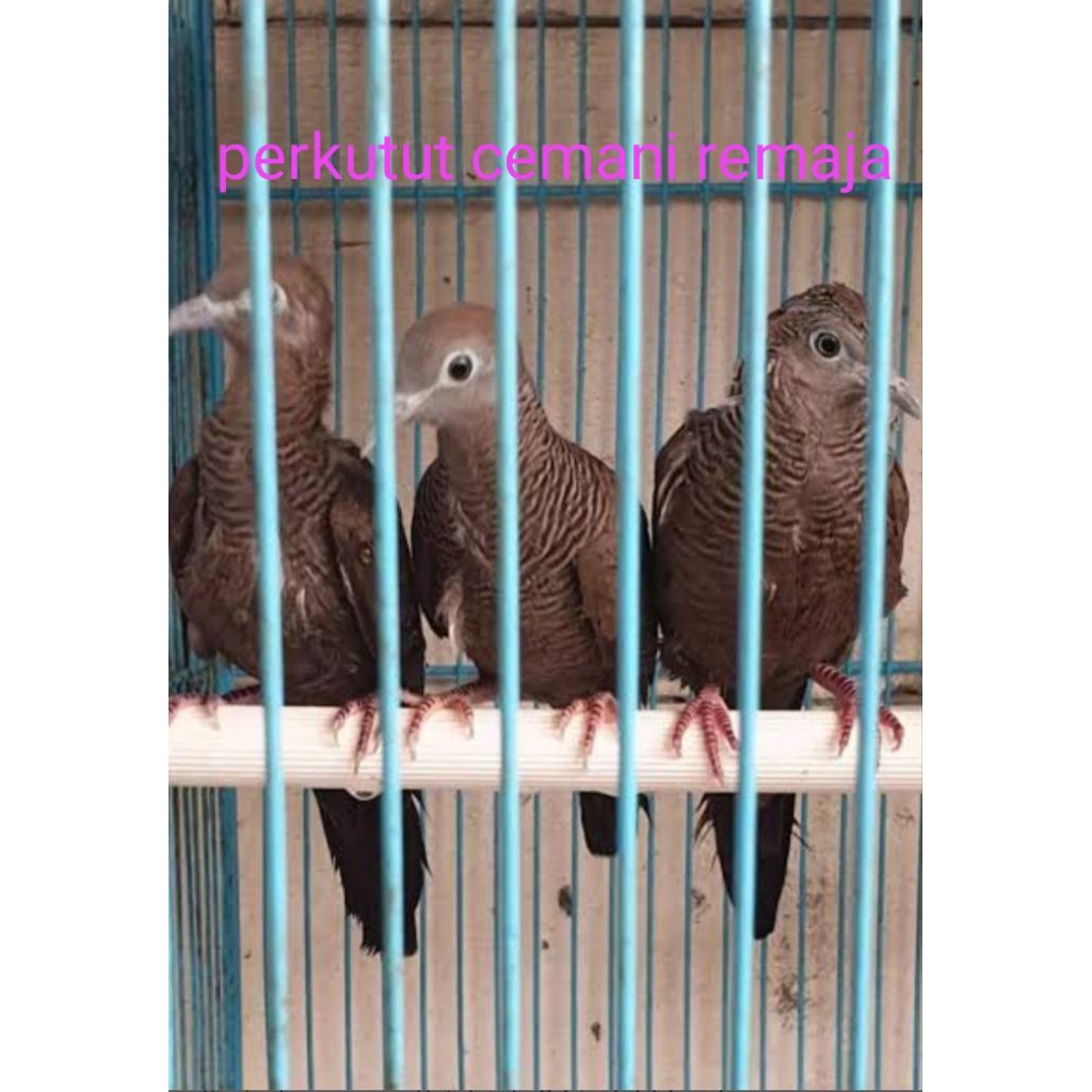 perkutut cemani remaja