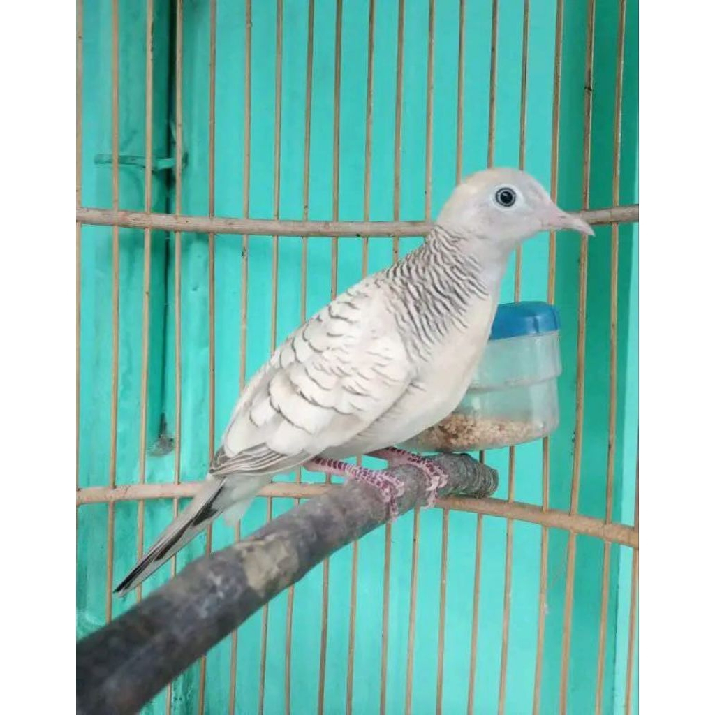 perkutut silver dewasa