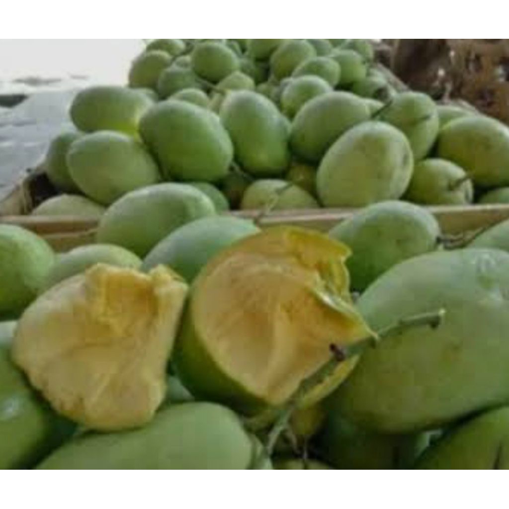 

MANGGA CENGKIR MENGKAL KHAS INDRAMAYU 1 kg (baru petik ukuran besar )