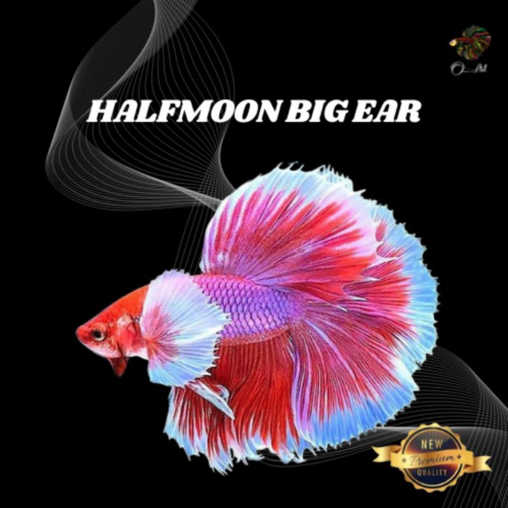 HIASAN AQUARIUM CUPANG JANTAN HALFMOON BIG EAR LAVENDER