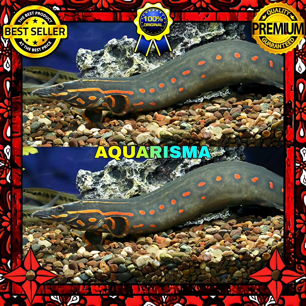 KEBUTUHAN AKUARIUM - SILI TILAN API FIRE EEL MASTACEMBELUS ERYTHROTAENIA 7-8 CM