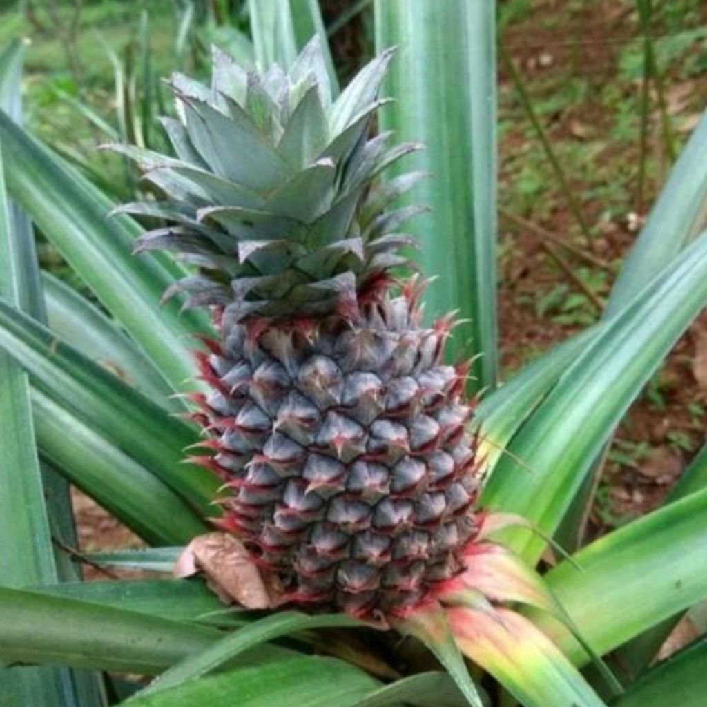 

nanas muda segar 1biji