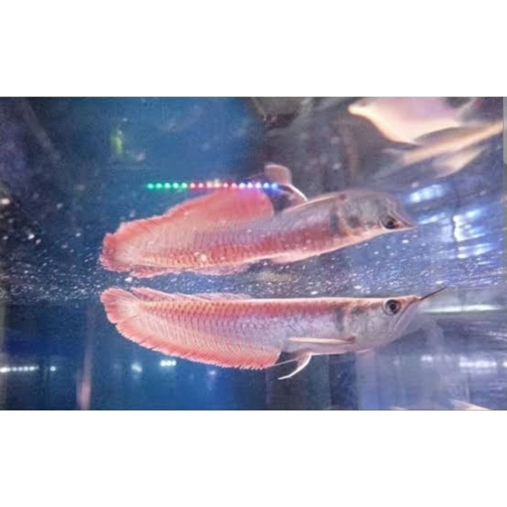 Arwana Silver Serat Merah. Ukuran 13 - 15 cm.