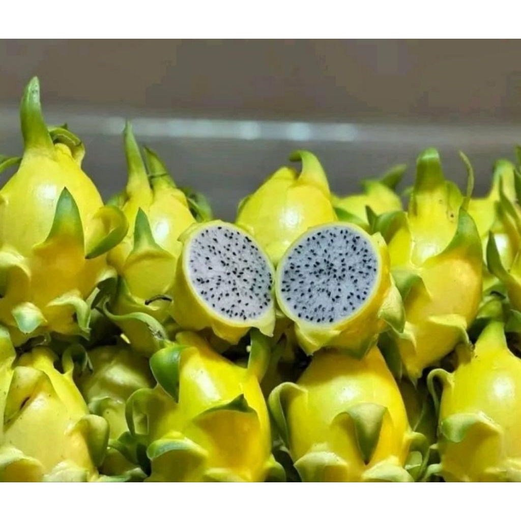 

buah naga kuning 1 kg