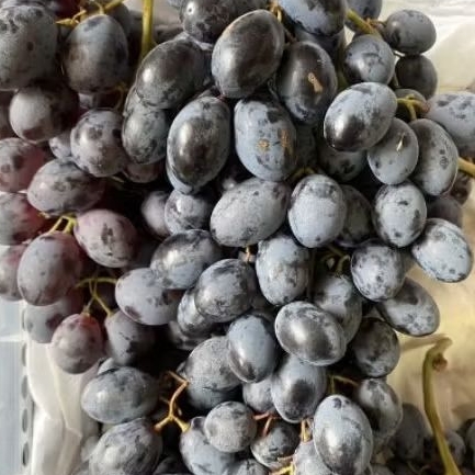 

Buah Anggur Black Autumn Super Manis Anggur Hitam Sweety High Quality 1 kg Dengan Kualiti Terbaik