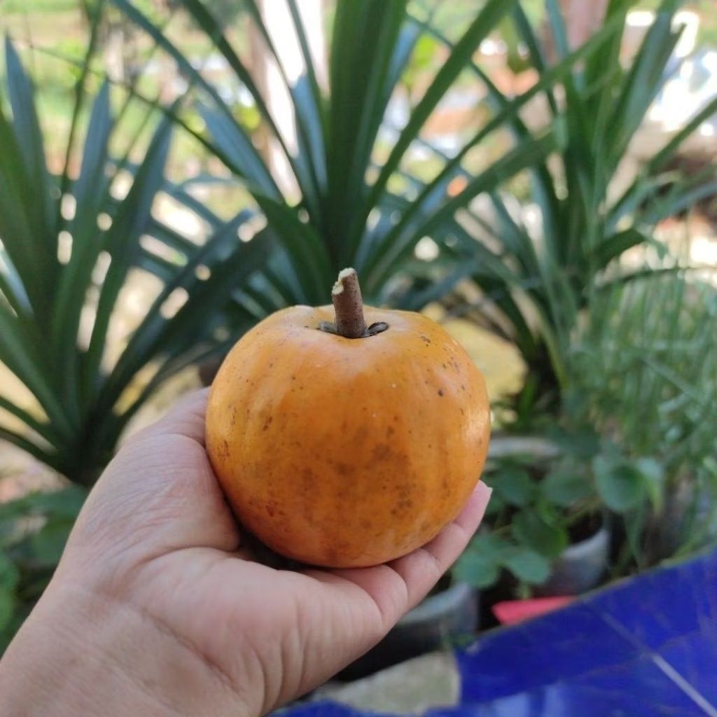 

Big Campoleh Buah Alkesah / Sawo Mentega / Sawo Walanda Besar Enak