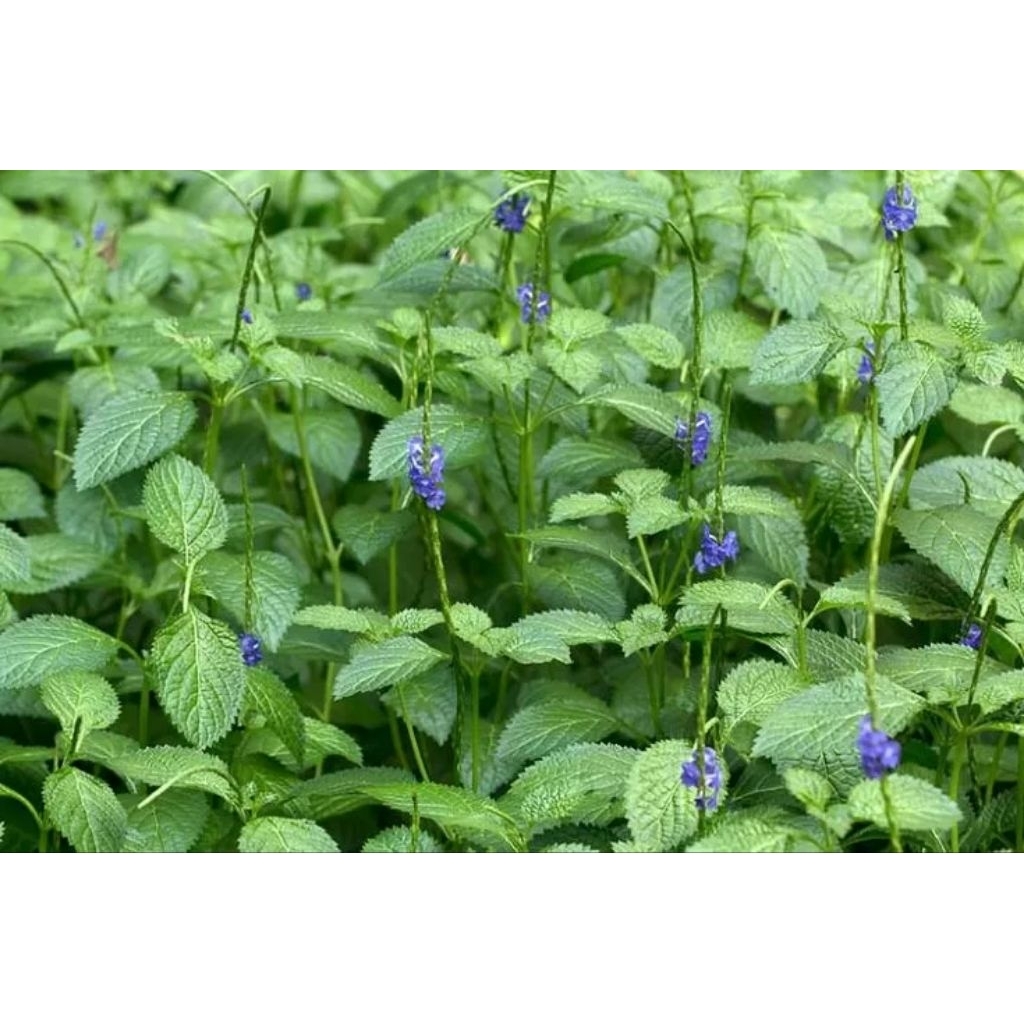 

pecut kuda segar/daun jarong petik langsung kemas