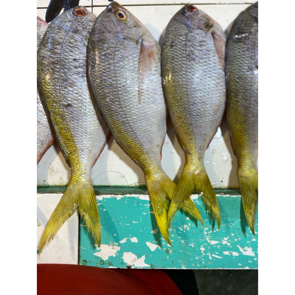 

Ikan Fresh Ekor Kuning 1kg Isi 1-3