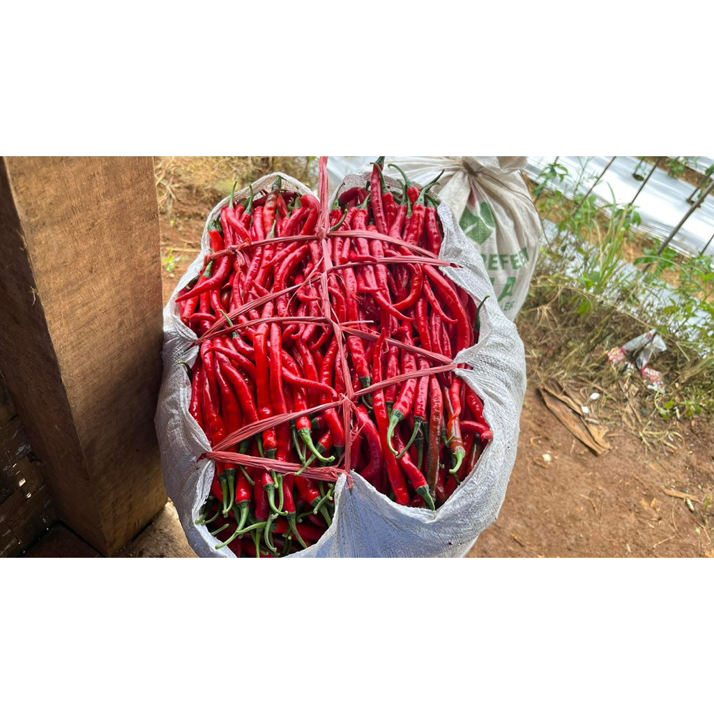 

cabai kriting merah, cabe kriting merah