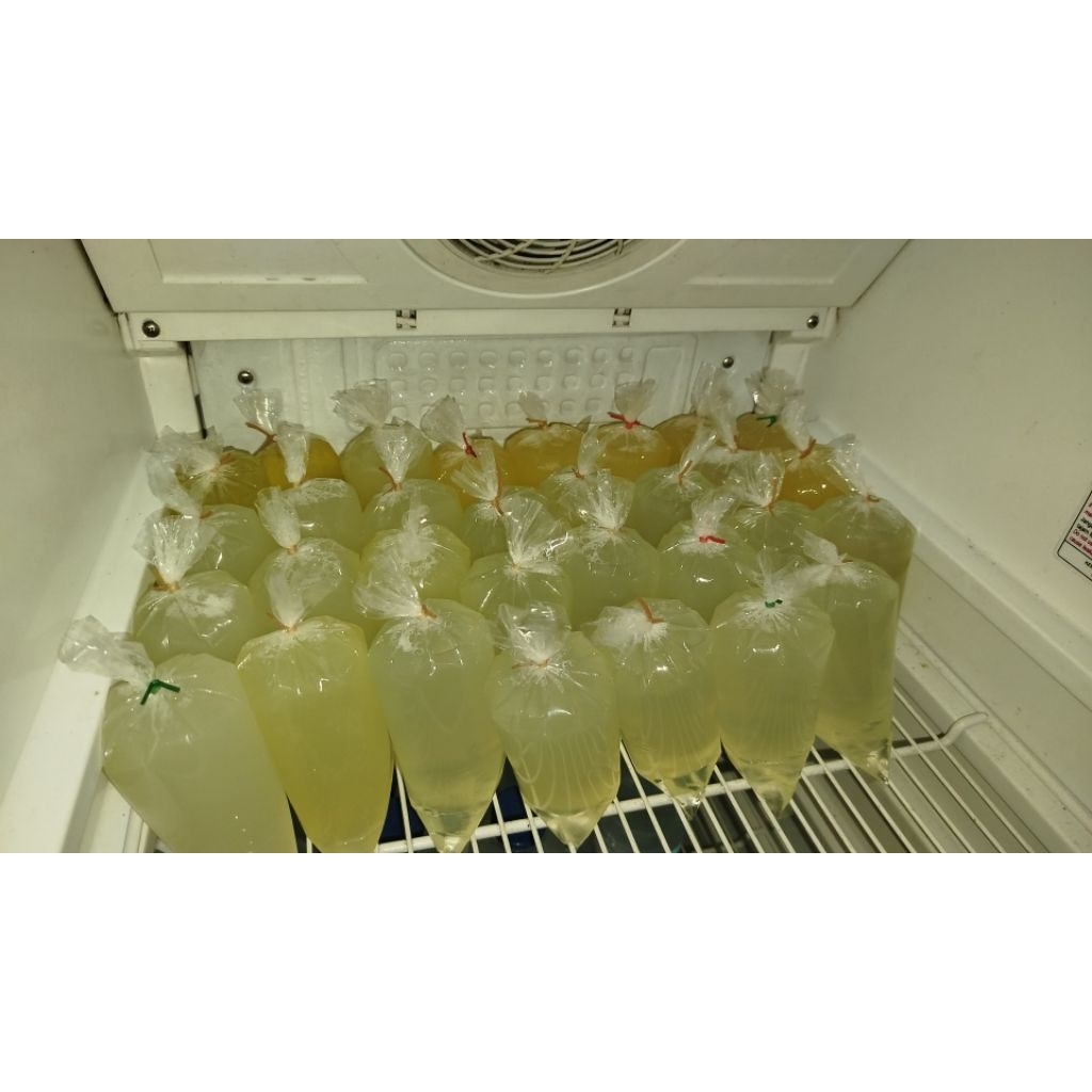 

PUTIH TELUR BEBEK MENTAH 600 GRAM TERMURAH !!!