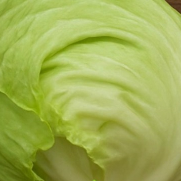 

Lettuce Premium 500 - 1Kg / Lettuce