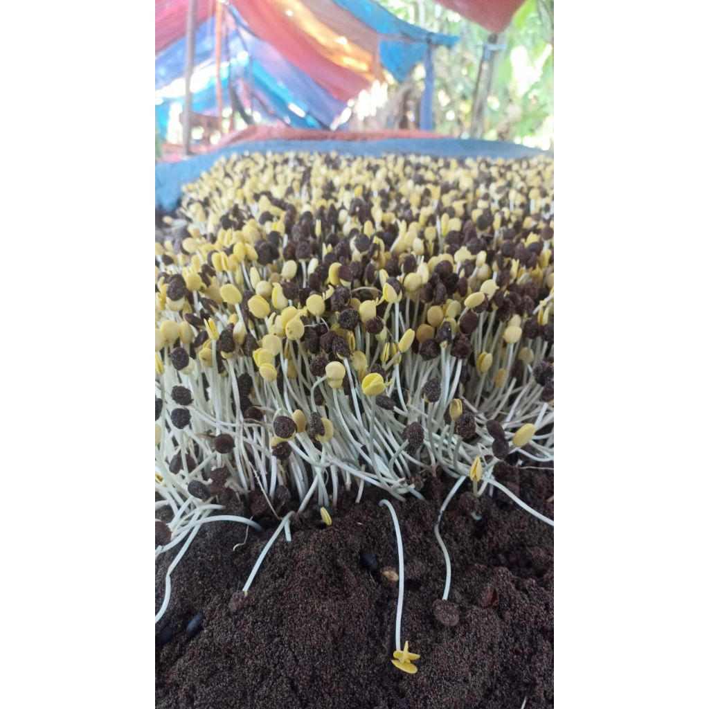 

ALE SAYUR berat 500 gram