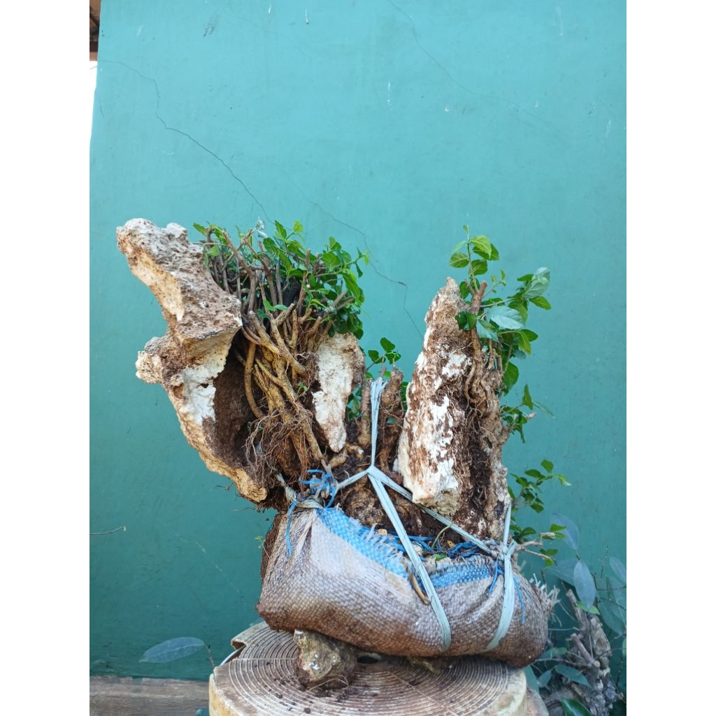 Bonsai serut medium on the rock