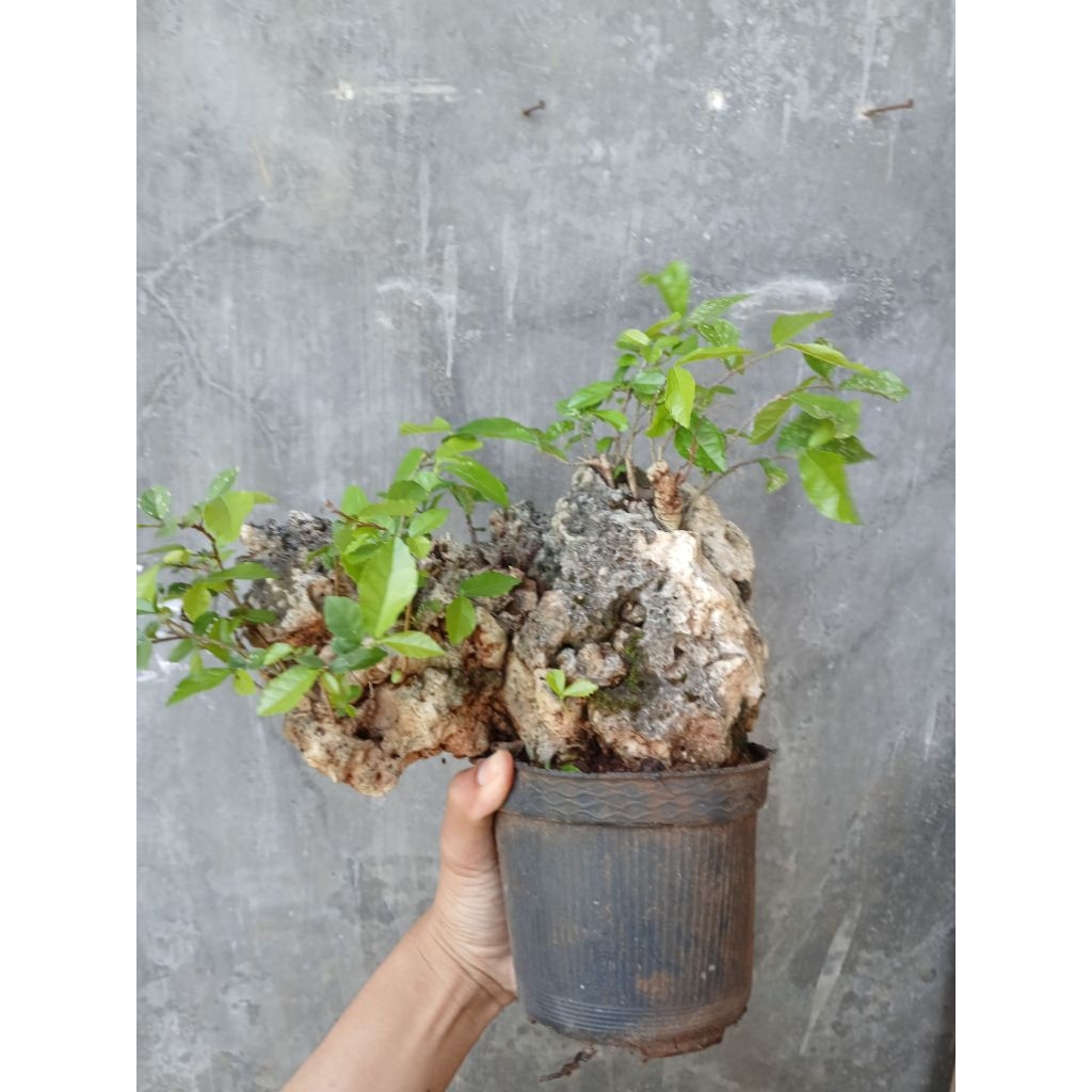 Bonsai Serut On The Rock