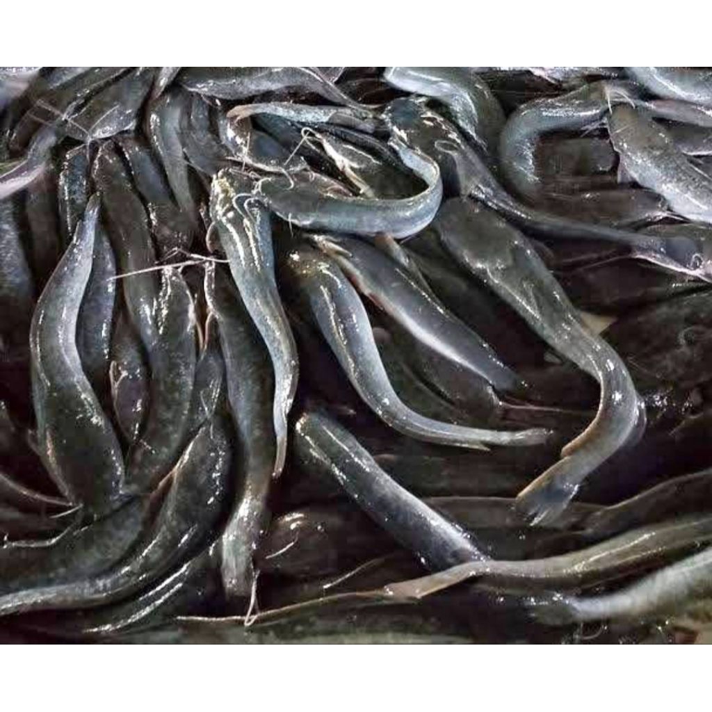 IKAN LELE SEGAR / IKAN LELE MARINASI 1KG