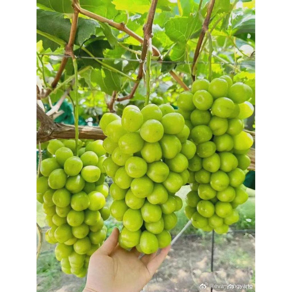 BERGARANSI-bibit anggur import shine muscat (VALID)