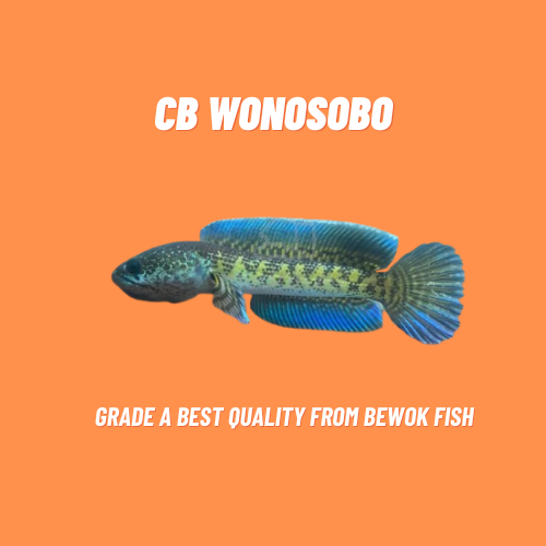 STIKER CHANNA AURANTI CB WONOSOBO GRADE A 8-10 cm CALON GONDRONG