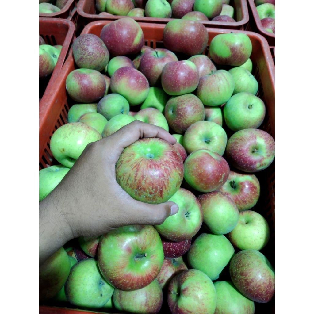 

Apel Rome Beauty Lokal Kota Batu A (Jumbo) 1 Kg Berisi 8-10 Biji