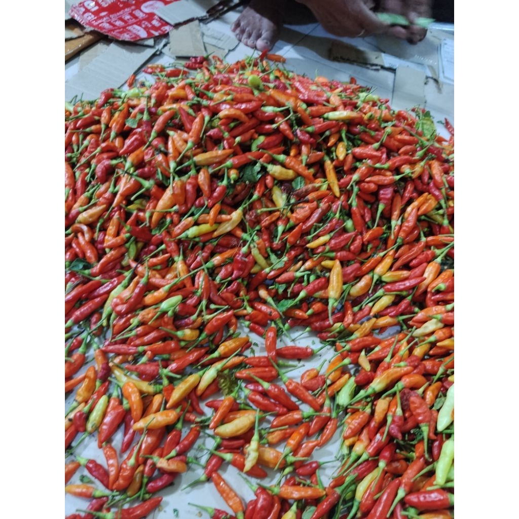 

Cabe rawit ORI super 500 gram - Cabe Sret ORI merah super 500 gram