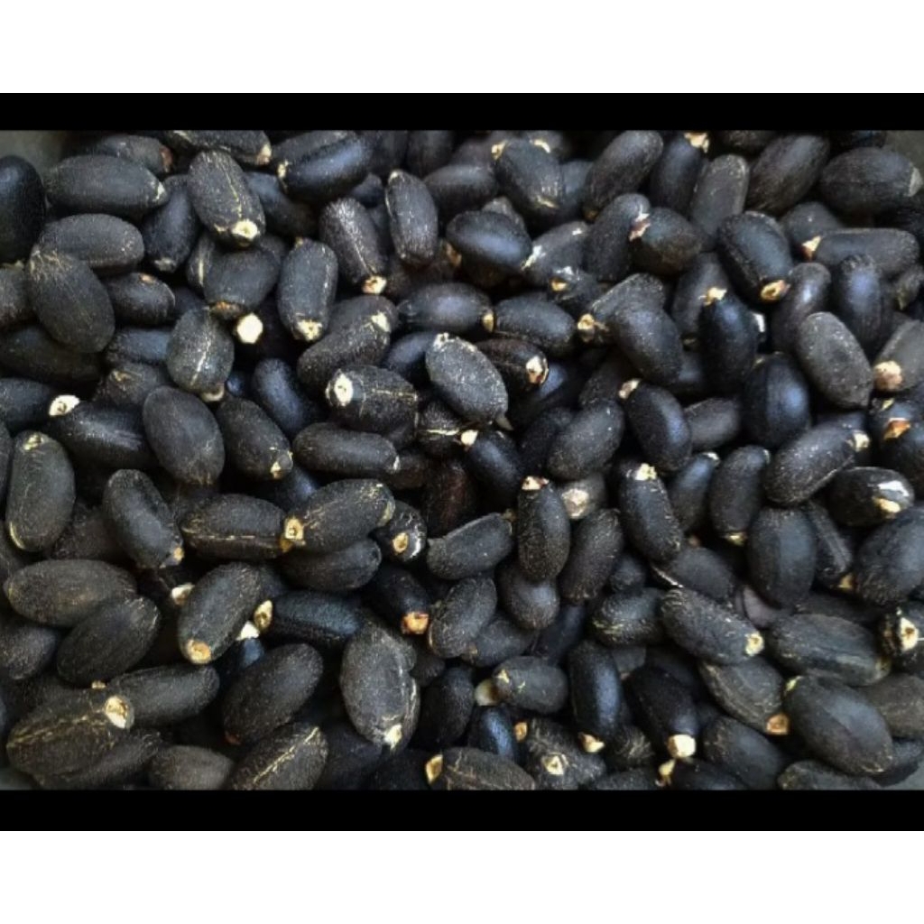 

Biji Jarak Per Biji Harga 500