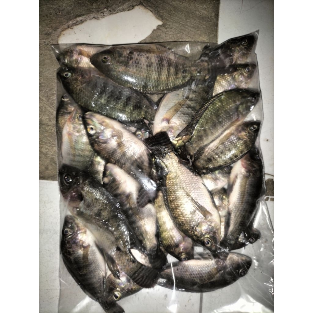 

ikan mujaer 1kg 10k,mujaer dr danau gurih tidak bau lumpur