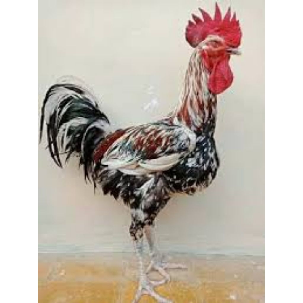 

Telur Tetas Ayam Pelung Fertil Durasi panjang Buat ditetaskan