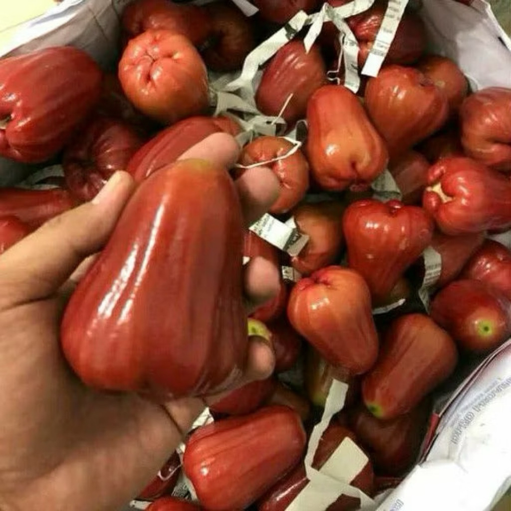 

Jambu Air Merah Super | Jambu Air Citra Manis Fresh 1kg