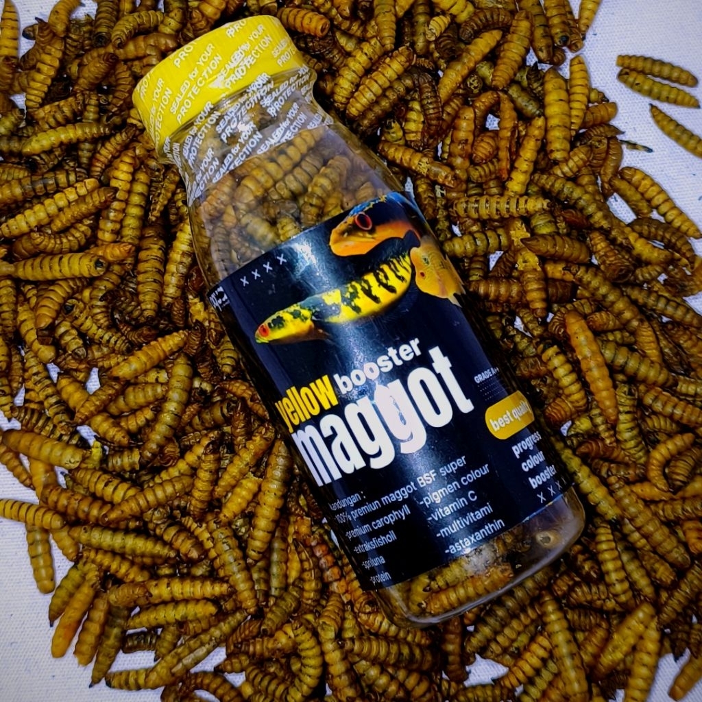 MAGGOT KERING GRADE A++ YELLOW BOOSTER TINGGI KANDUNGAN & PROTEIN BAGUS UNTUK IKAN CHANNA MARU YS IK