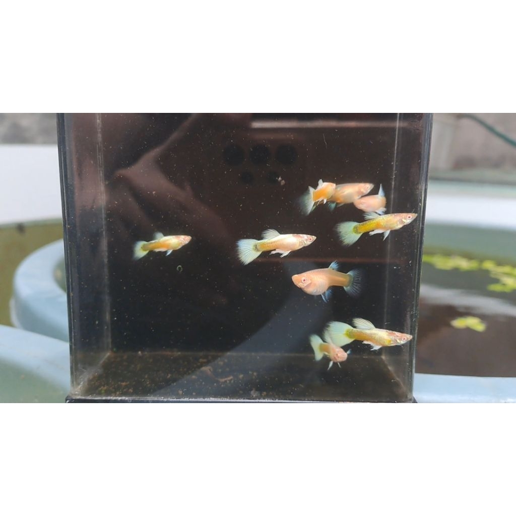 Hiasan Aquarium Guppy Albino Full Gold