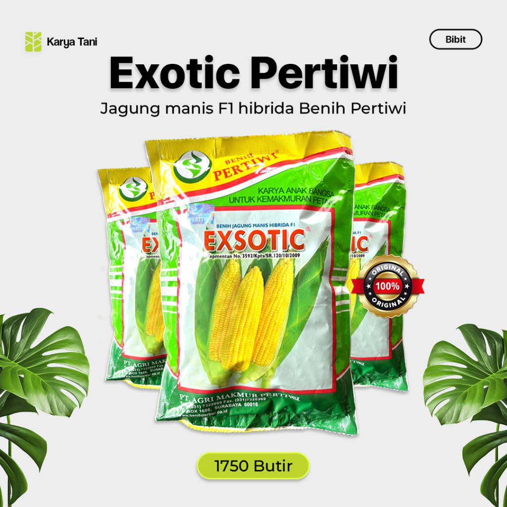 Benih Jagung Manis Exotic Pertiwi Hibrida F1 1750 Biji