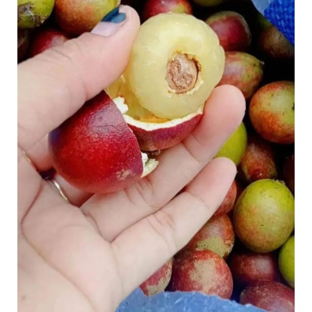 

buah matoa merah buah langka 3 rasa jadi 1 durian rambutan dan klengkeng