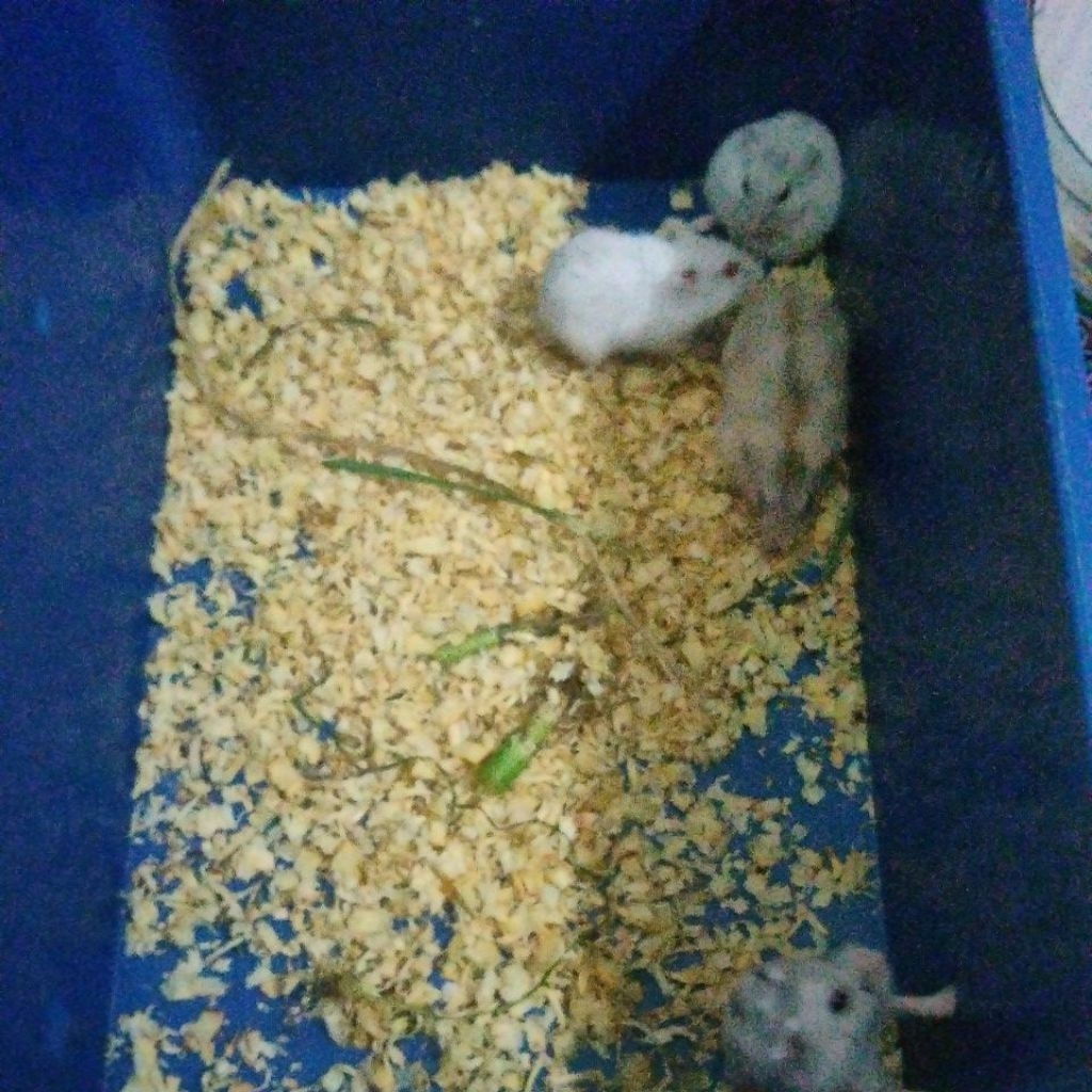 hamster winter white dewasa