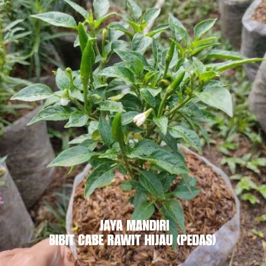 BIBIT CABE RAWIT HIJAU (BIBIT CABAI RAWIT HIJAU)
