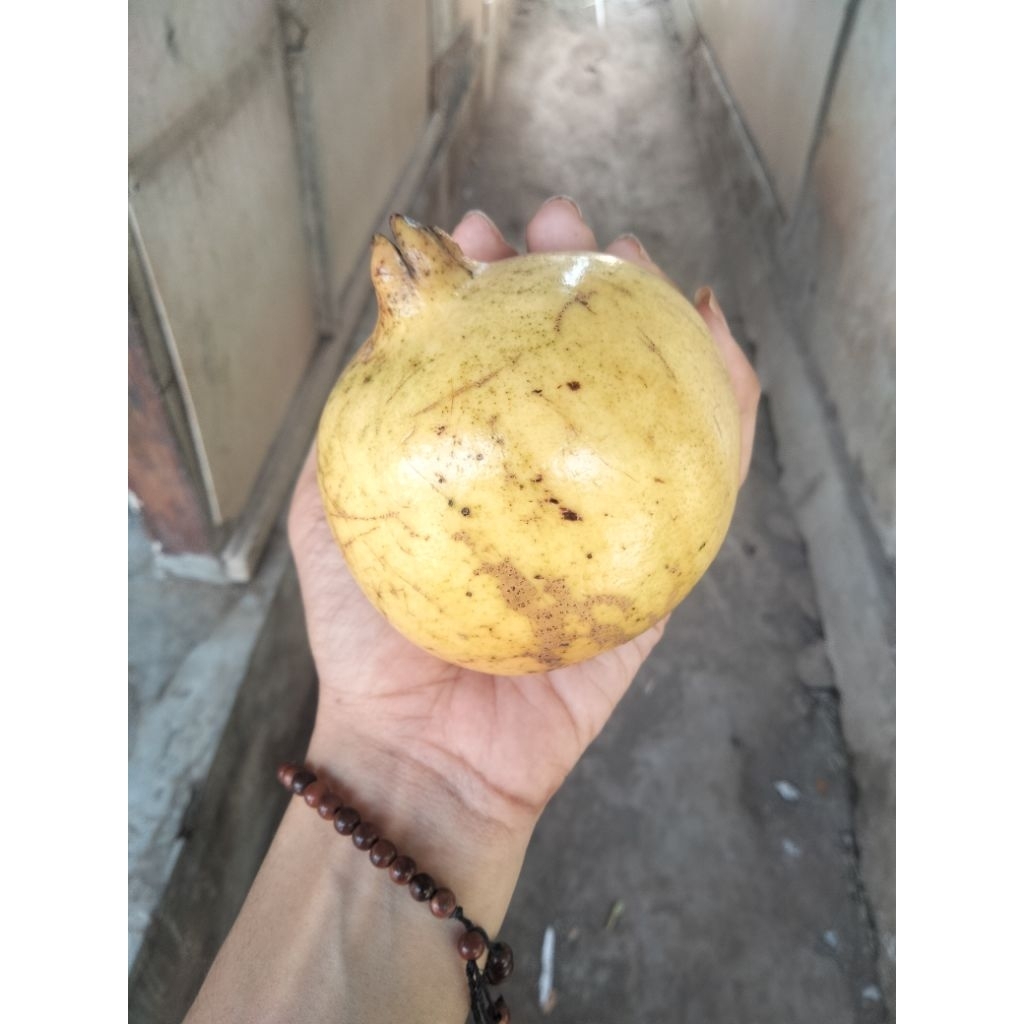 

buah delima ukuran besar super jumbo 1 biji