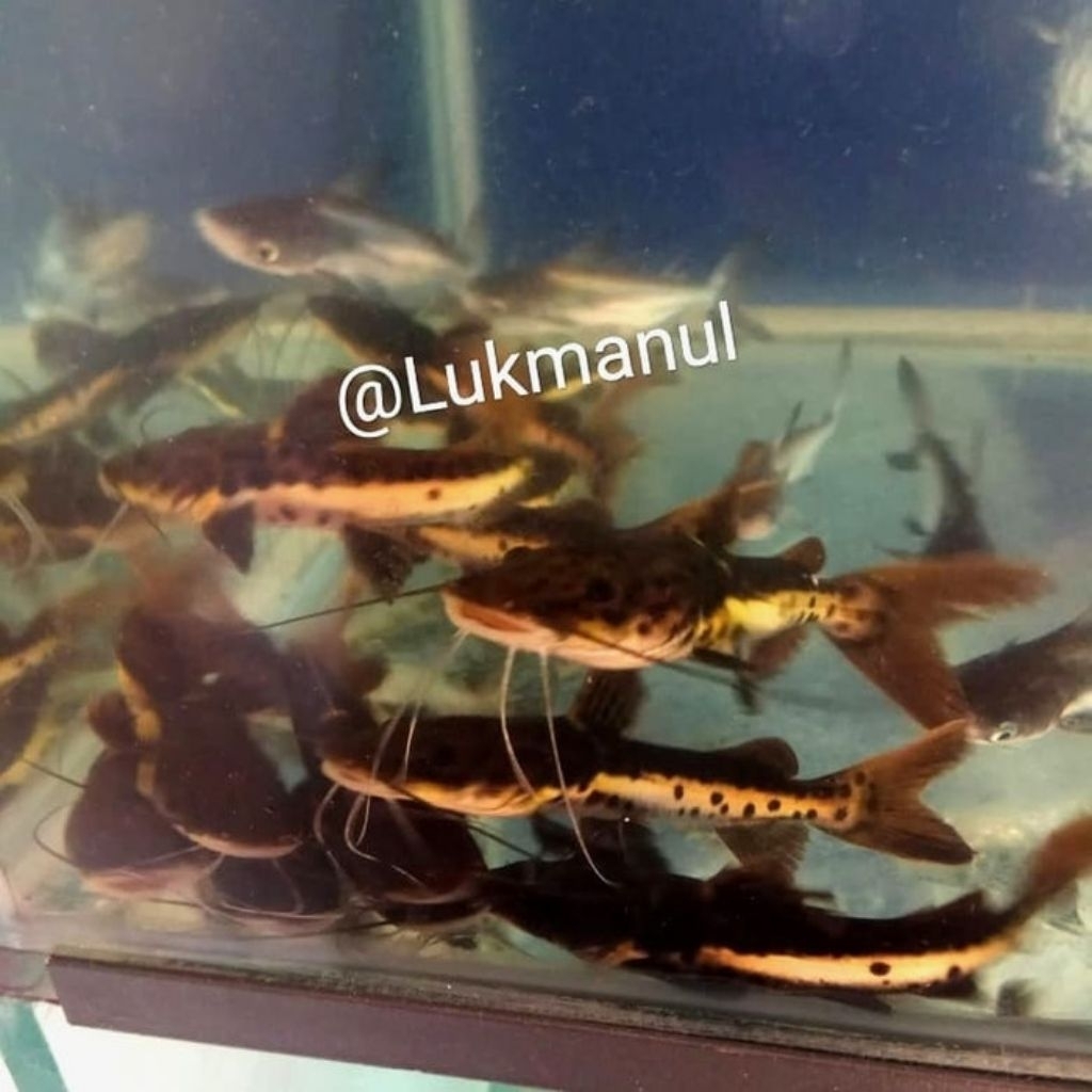 Ikan leopard catfish