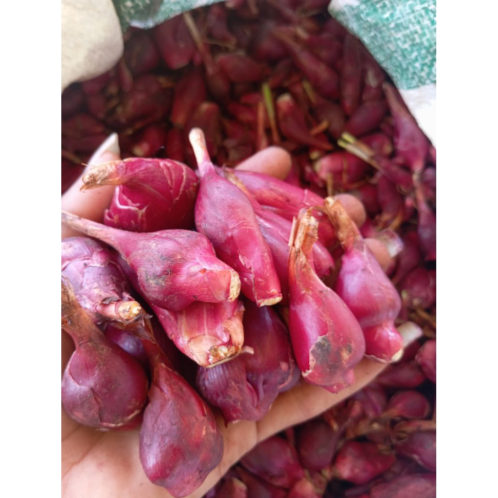 

Bawang Dayak/bawang tiwai sudah bersih tanpa akar tanpa daun 500gram +bonus 50gram