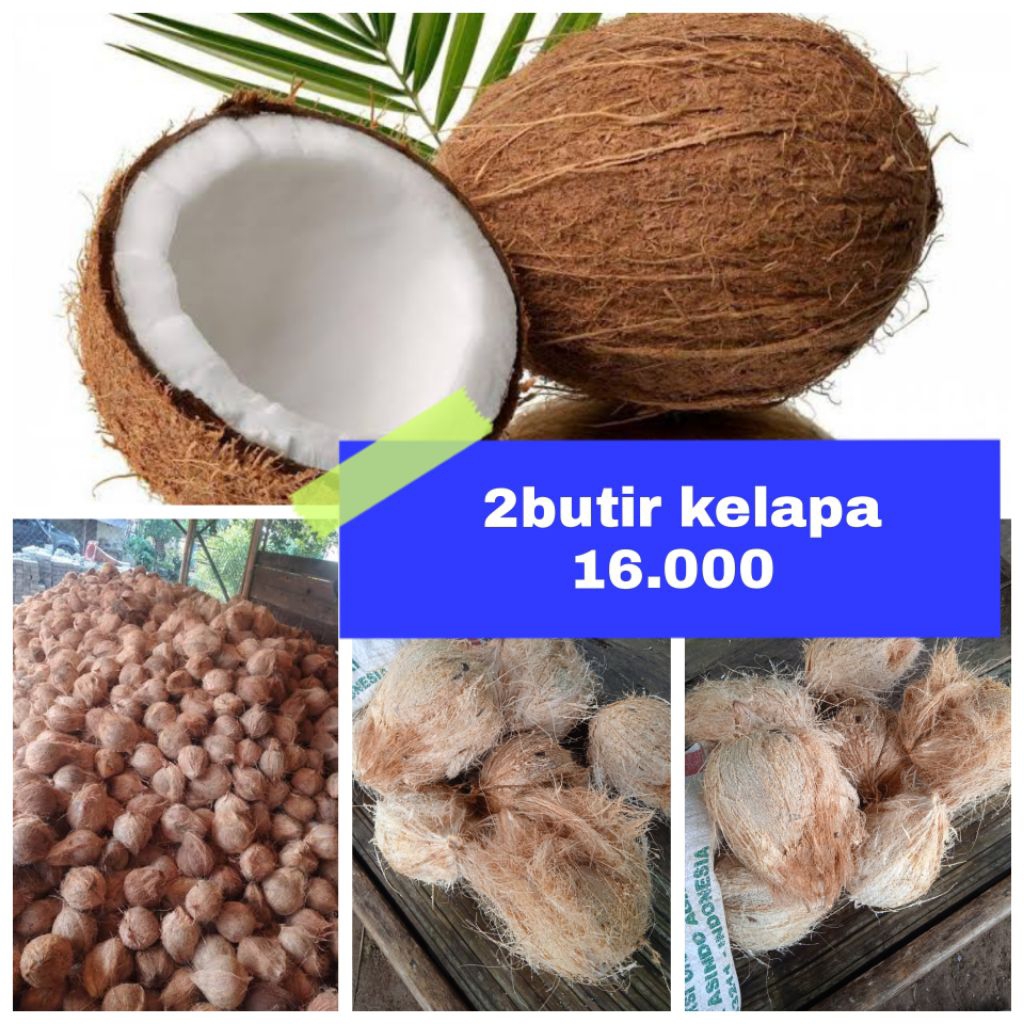

dua butir kelapa tua harga murah