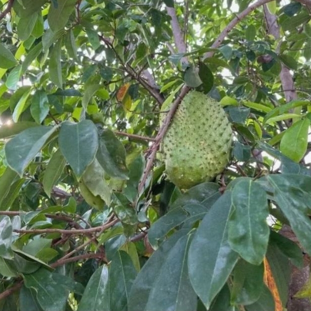 

DAUN SIRSAK SEGAR 400 LEMBAR LANGSUNG PETIK