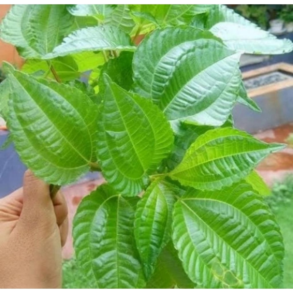 Pohon Poh-Pohan/Bibit Tamanan Lalapan Pohon Daun Poh-Pohan