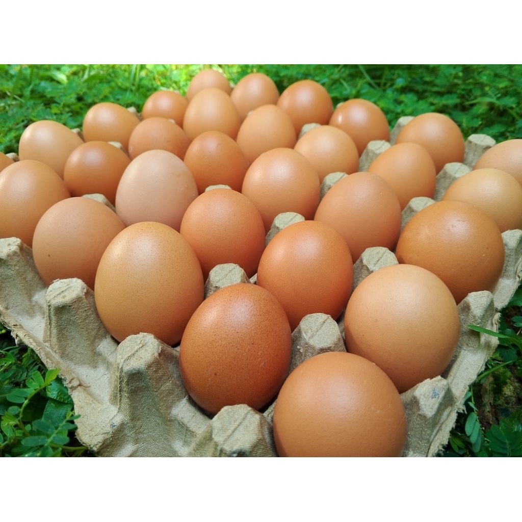 

Telur Ayam Negeri Omega Kualitas Bagus