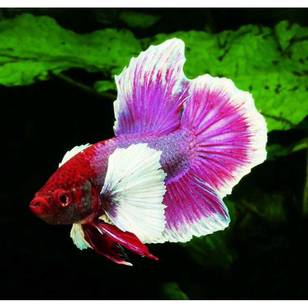 Cupang Plakat Big ear