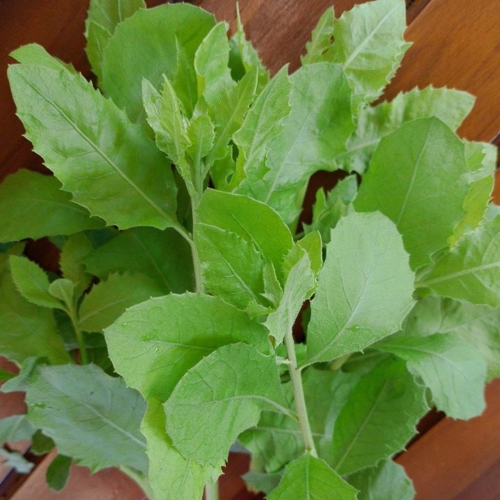 

Daun Beluntas Segar 100g