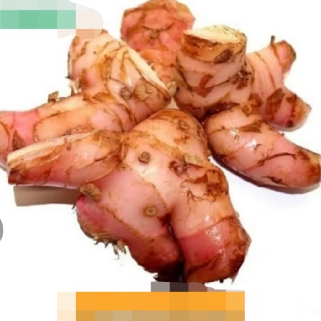 

Langkuas Atau Laos segar, Gratis Ongkir 100℅