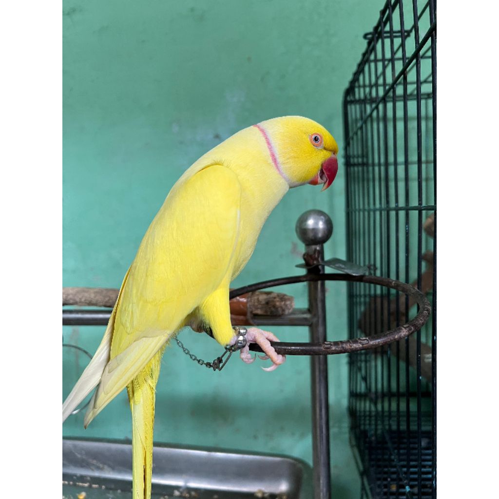 Indian ringneck