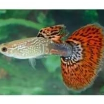 Guppy Cobra Mozaik Halfmoon Sepasang Hiasan Aquarium Aquascape dan Kolam
