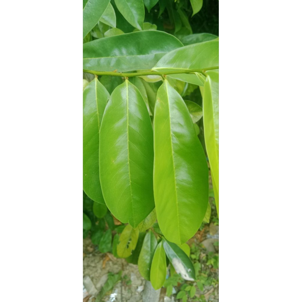 

DAUN SIRSAK 100 LEMBAR