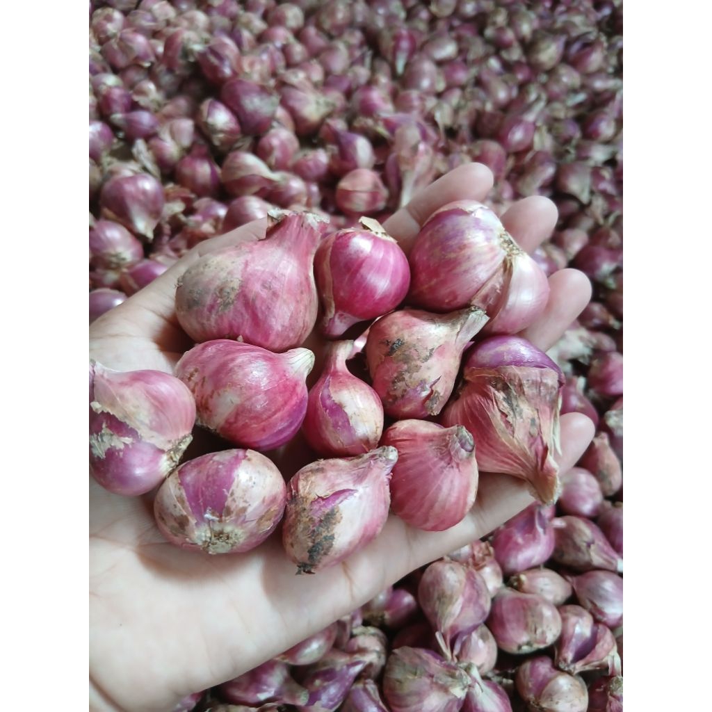 

Bawang merah besar