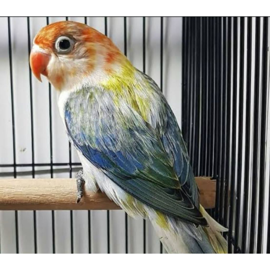 

Telur fertil Love bird warna langka