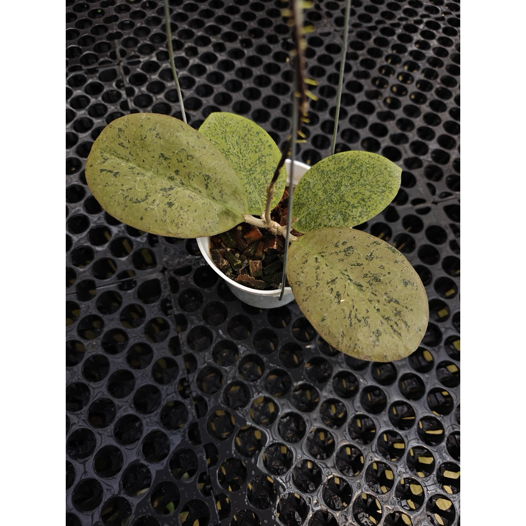 Hoya sp kapuas hulu silver