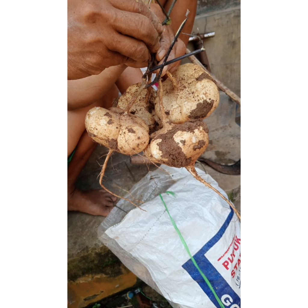 

BENGKOANG MIRIT KEBUMEN / BENGKUANG Per 1kg